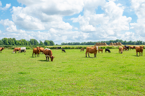 Vacas en el prado bajo el cielo azul photo