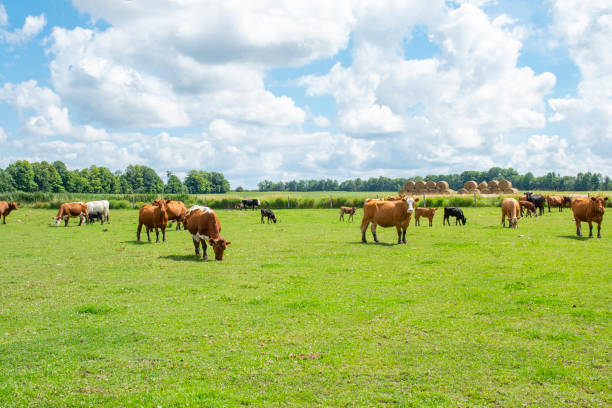 Cows at the meadow under the blue sky