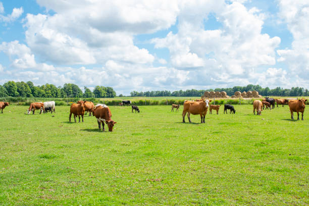 krowy na łące pod błękitnym niebem - pasture zdjęcia i obrazy z banku zdjęć