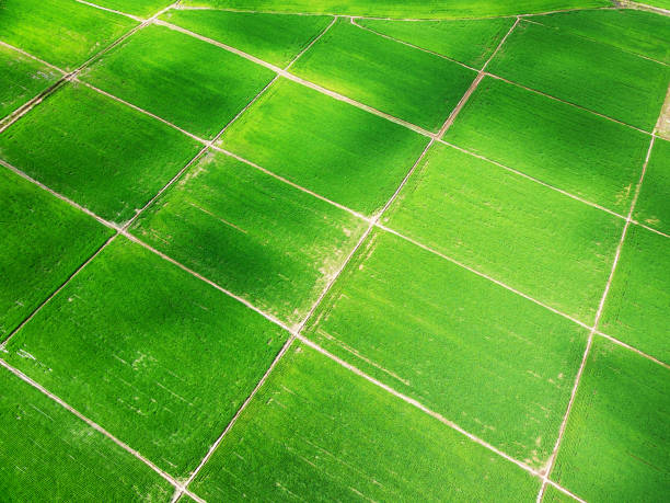 istock Panoramic view nature Landscape of a green field with rice 1221207689