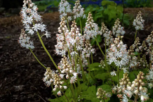 Tiarella cordifolia or heartleaf foamflower on a cloudy day. It is a species of flowering plant in the saxifrage family and is native to North America. It is a herbaceous perennial.