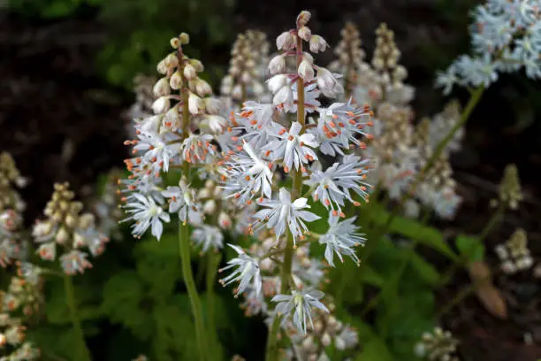Tiarella cordifolia or heartleaf foamflower on a cloudy day. It is a species of flowering plant in the saxifrage family and is native to North America. It is a herbaceous perennial.