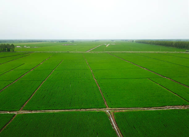 istock Panoramic view nature Landscape of a green field with rice 1221207860
