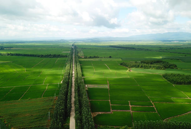 istock Panoramic view nature Landscape of a green field with rice 1221207877