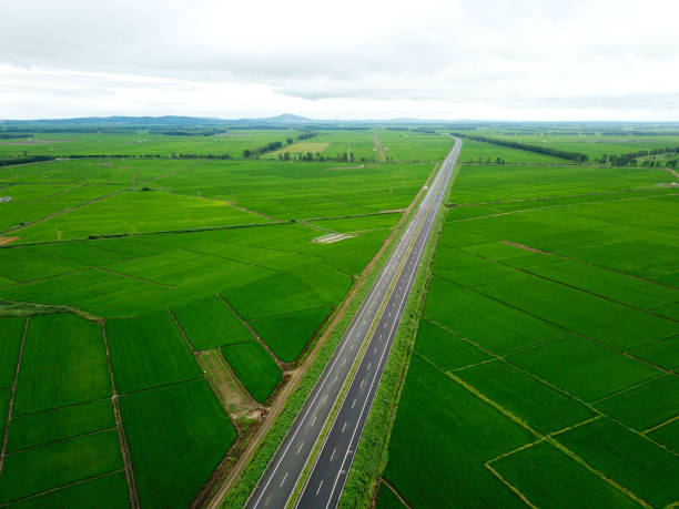 istock Panoramic view nature Landscape of a green field with rice 1221207892