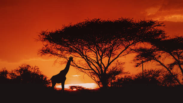 istock Silhouette of one african giraffe under a  tree - Kenya 1221207934