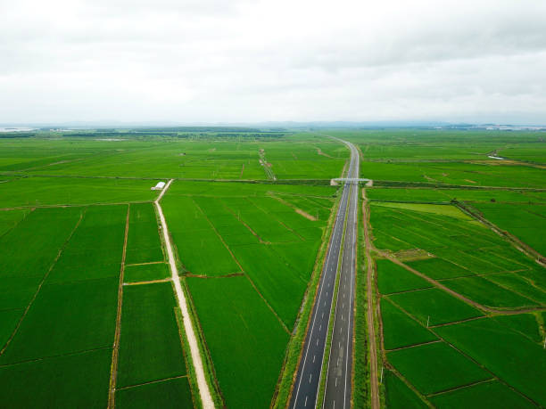 istock Panoramic view nature Landscape of a green field with rice 1221207935