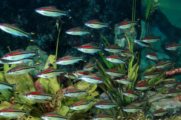 Flock of Denison barb fishes (Puntius denisonii)  in aquarium. Flock of Denison barb fishes (Puntius denisonii)  in freshwater aquarium. puntius denisonii stock pictures, royalty-free photos & images