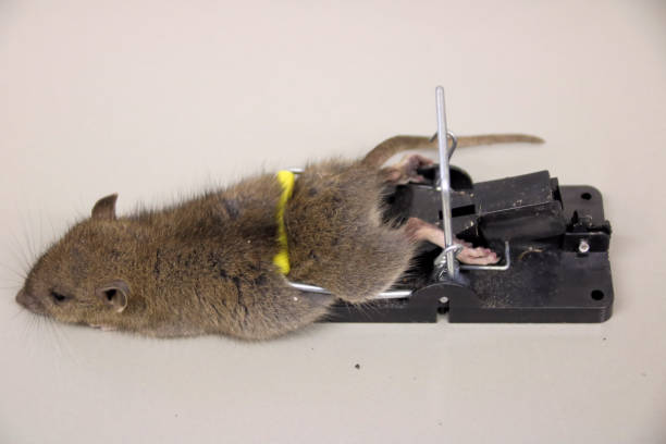 istock Mouse in a mousetrapMouse in a mousetrap 1221209167