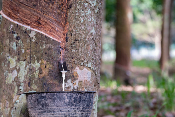 istock closeup liquid latex drip from rubber tree in black cup. plantation background concept agicuture 1221209423