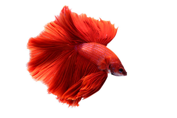 istock Super red betta fish. Siamese fighting fish isolated on white background. Thailand. 1221210559