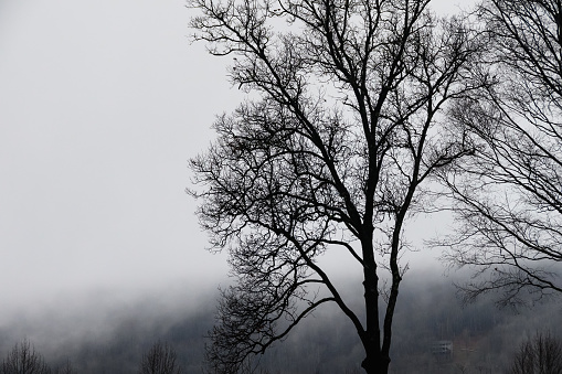 Ominous Silhouetted Tree on a Cold Foggy Morning