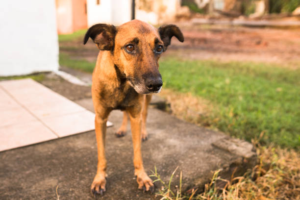 istock The sad look of a stray dog. 1221212093