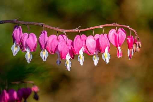 A close up of flowers on a bleeding heart plant, with a shallow depth of field