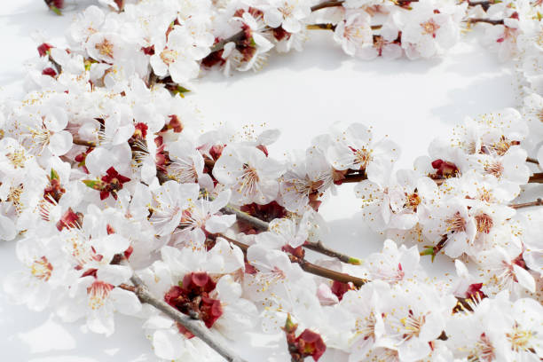 istock Apricot blossoms on a white background 1221214297
