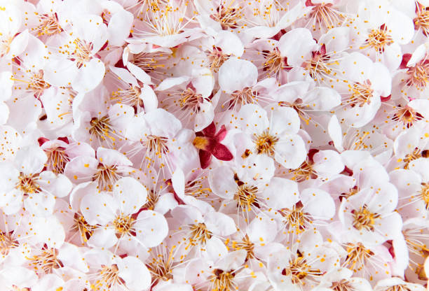 istock Apricot blossoms on a white background 1221214341