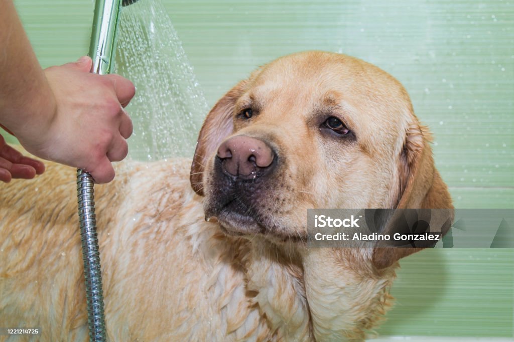 Portrait of a dog in the bathtub Hygiene of the dog in the shower Bathtub Stock Photo