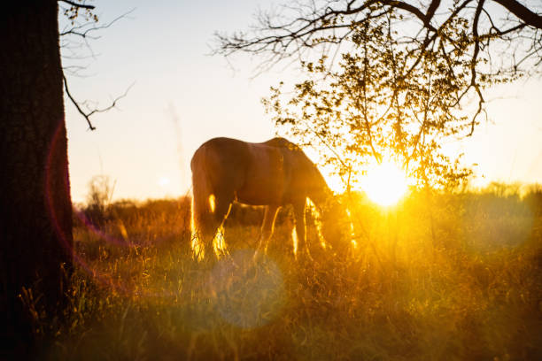 istock White horse in the field. 1221214794