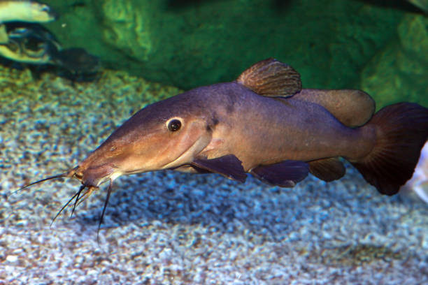 Wild catfish swimming underwater in aquarium