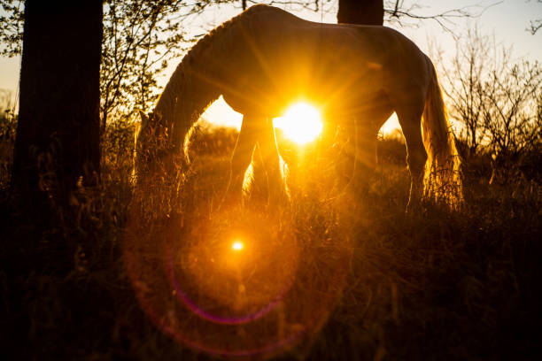istock White horse in the field. 1221214944
