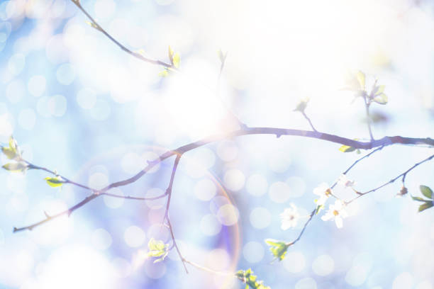Background of blooming cherry branches in the sunlight.