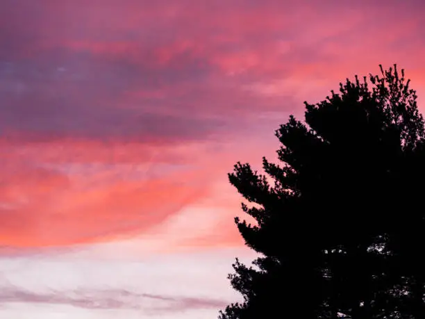 Photo of Pine Tree Sunset