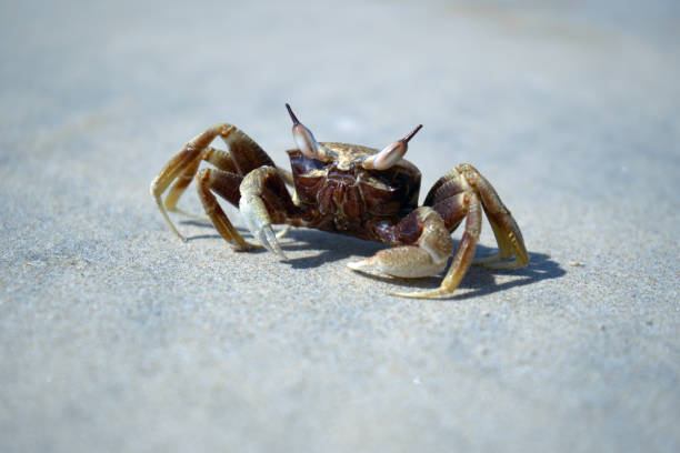 istock Sea crab on the beach. 1221215554