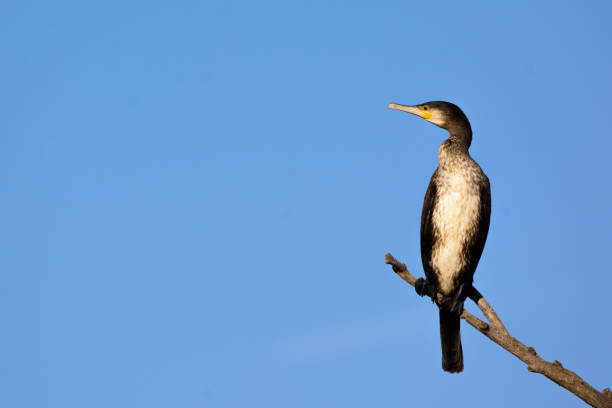 grande cormorano - phalacrocorax carbo - sull'albero - crested cormorant foto e immagini stock