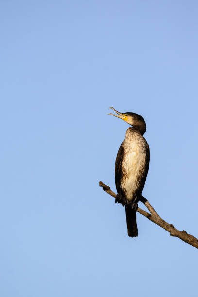 istock Great cormorant - Phalacrocorax carbo - on the tree 1221216203