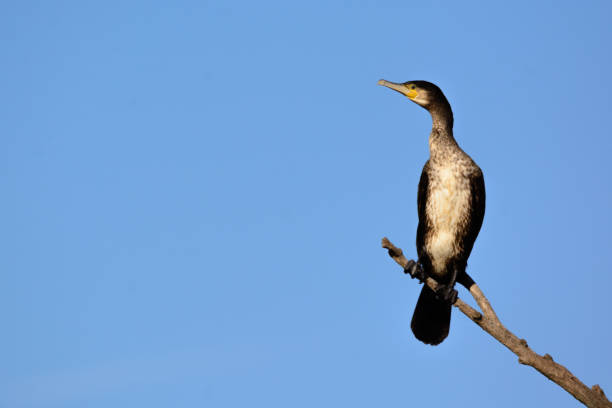 grande cormorano - phalacrocorax carbo - sull'albero - crested cormorant foto e immagini stock