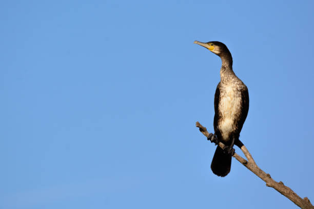 великий баклан - phalacrocorax карбо - на дереве - crested cormorant стоковые фото и изображения