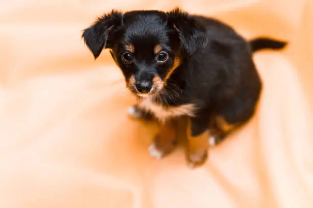 Little puppy dog of toy terrier with big eyes looking at camera, top view, copyspace