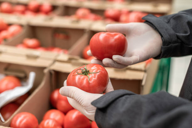 istock Man customer in protective rubber gloves chooses tomatoes, vegetables in grocery store, supermarket. Protection from bacteria and virus during the pandemic of Coronavirus. 1221216567