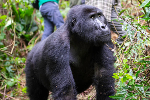 ritratto di un gorilla di montagna femmina in uganda - gorilla safari animals wildlife photography foto e immagini stock