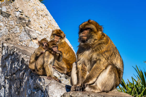istock Wild macaque or Gibraltar monkey, attraction of the British overseas territory. 1221218826