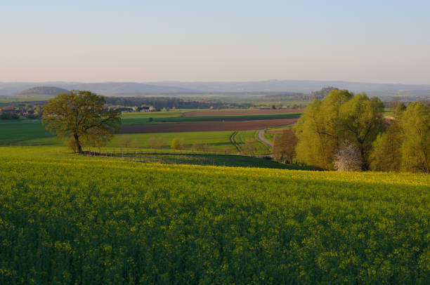 istock low mountain landscape with field of rape 1221218877