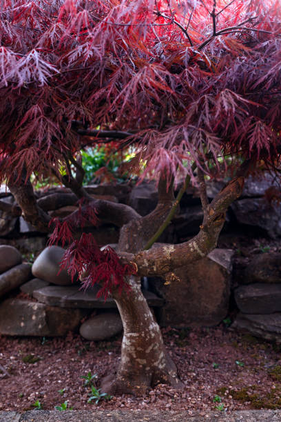 czerwone liście płaczu laceleaf japoński klon, palmatum acer w ogrodzie - maple tree tree autumn red zdjęcia i obrazy z banku zdjęć