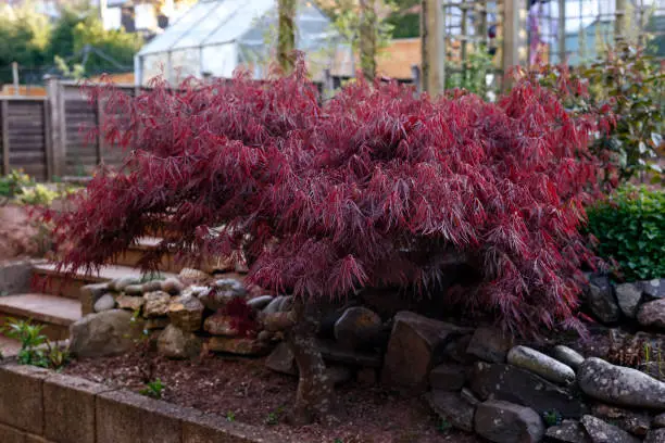 Red foliage of the weeping Laceleaf Japanese Maple tree, Acer palmatum in garden.