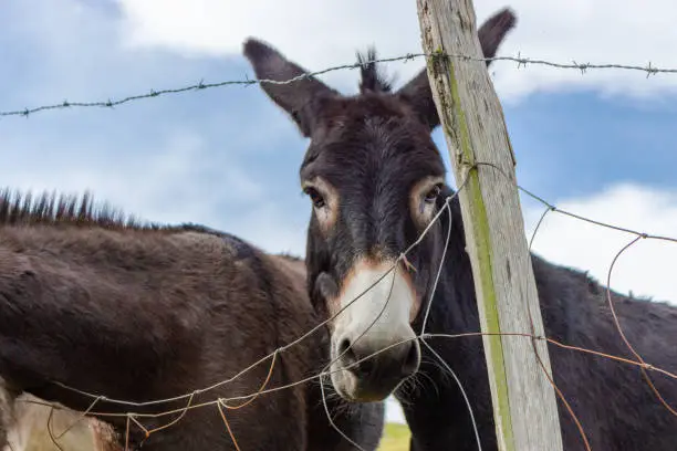 Photo of Donkeys behind the fence. Donkey at countyside. Farm concept. Animals concept. Pasture background. Cute donkey looking at camera.