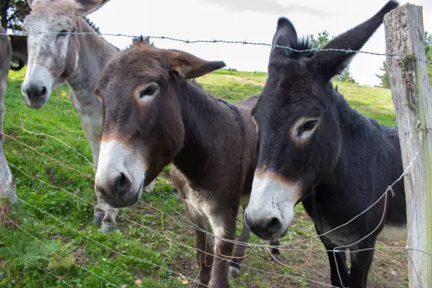 Photo of Three donkeys behind the fence. Donkeys at countyside. Farm concept. Animals concept. Pasture background. Cute donkeys looking at camera.