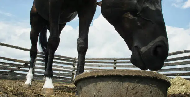 Close-Up Shot of a Black Horse Eating Out of a Plastic Dish in a Fenced-In Corral on a Farm