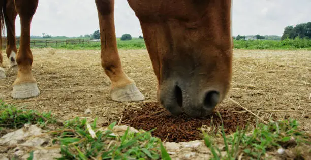 Close-Up Shot of a Horse Eating Fiber Pellets in a Fenced-In Pasture on a Farm