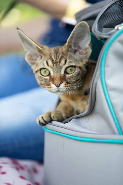 istock Devon Rex Cat Peeking Out of Pet Transportation Bag and Looking at Camera 1221222614