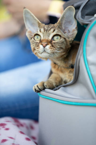 istock Cute Devon Rex Kitten Peeking Out of Pet Transportation Bag 1221222615