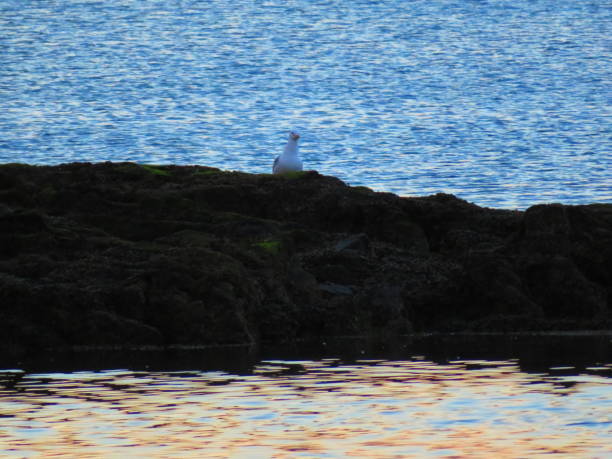 istock A Seagull sits on a small island at Sunset 1221223006