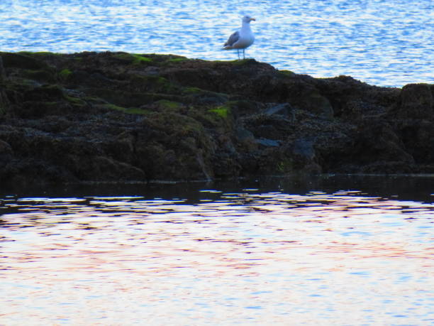 istock A Seagull sits on a small island at Sunset 1221223029