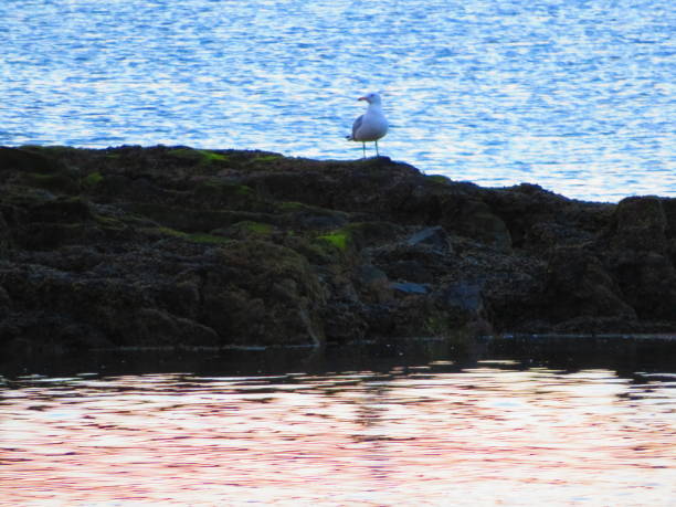 istock A Seagull sits on a small island at Sunset 1221223077