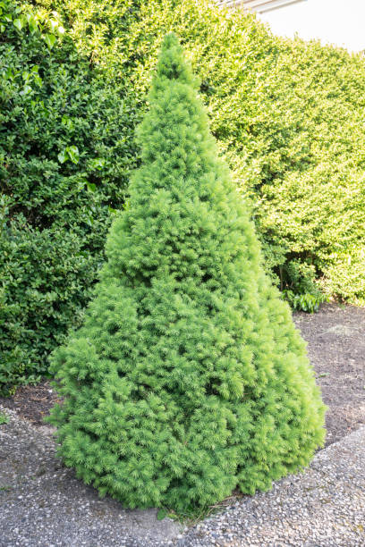 istock Single dwarf white spruce in a garden 1221225476