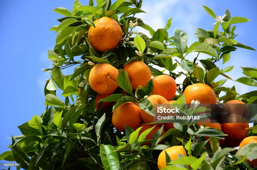 Oranges on the orange tree hanging from a branch in Valencia Spain with blue sky on a background. Valencia Orange Stock Photo