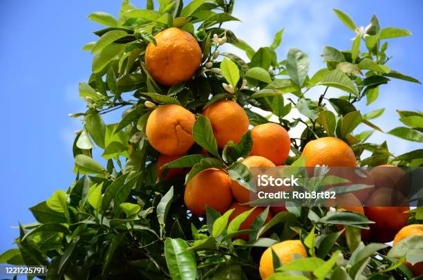 Oranges On The Orange Tree Hanging From A Branch In Valencia Spain With Blue Sky On A Background Stock Photo - Download Image Now